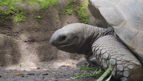 Kopf-Nahaufnahme-Der-Aldabra-Riesenschildkröte