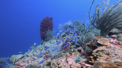 Sumérgete-En-El-Vibrante-Mundo-Submarino-Donde-Un-Banco-De-Peces-Azules-Nada-Alrededor-De-Un-Próspero-Arrecife-De-Coral,-Mostrando-La-Biodiversidad-Marina.