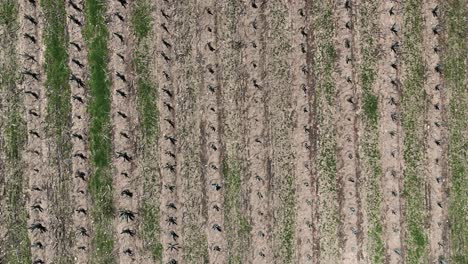 Scenic-drone-voyage-over-agave-farms-in-rural-Oaxaca