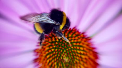 Makrovideo-Einer-Rohrdommel,-Die-Nektar-Aus-Einer-Blüte-Sammelt