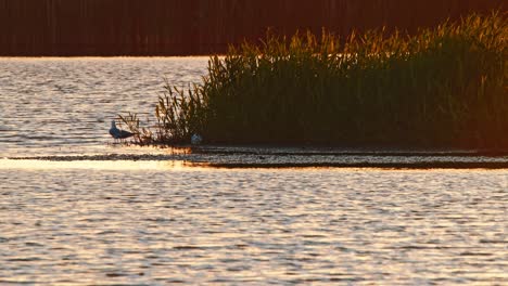 Black-Headed-Gull-stands-on-mudflats-next-to-reeds-in-wetland-pond-in-Netherlands