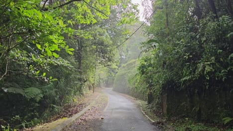 Luz-De-La-Mañana-A-Través-Del-Camino-De-La-Selva-Tropical