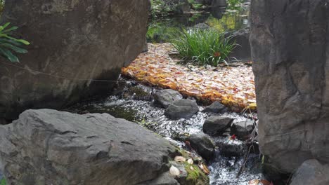 Pequeños-Rápidos-De-Agua-Fluyen-A-Través-Del-Vibrante-Follaje-Otoñal