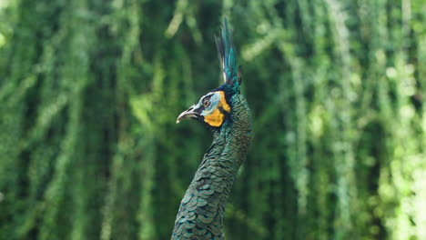 Green-Peafowl-or-Indonesian-Peacock-Head-Close-up-in-the-Wild-Against-Tropical-Trees-in-Bali,-Indonesia