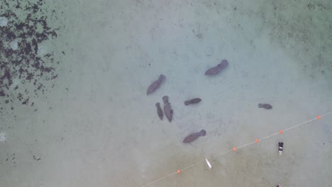 Aerial-topdown-descent-of-adult-manatee-and-calfs-in-natural-Florida-spring