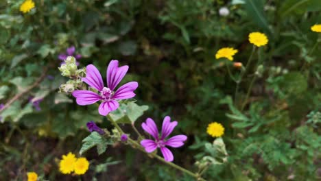 Entdecken-Sie-Den-Bezaubernden-Reiz-Lila-Blumen-In-Voller-Blüte-In-Einem-üppigen-Garten