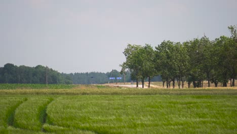 Campo-De-Cebada-En-El-Campo-Con-Fuerte-Viento,-Línea-De-árboles-Verdes,-Letonia