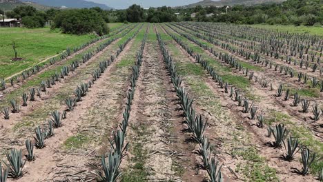 Estudio-Aéreo-Del-Cultivo-De-Agave-En-Tierras-De-Cultivo-De-Oaxaca,-Tradición-Mezcalera