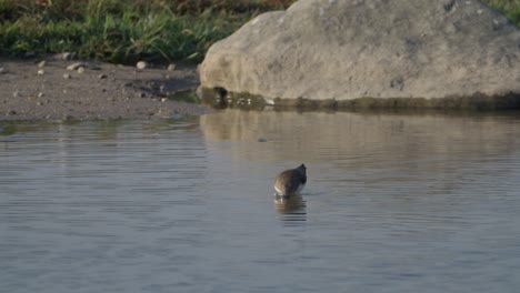 Pájaros-En-El-Río-De-Nepal