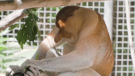 Nahaufnahme-Eines-Nasenaffen,-Der-In-Einem-Käfig-Im-Bali-Safari-And-Marine-Park-In-Siangan-Grüne-Blätter-Frisst---Nahaufnahme