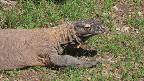 Primer-Plano-Del-Dragón-De-Komodo-En-Una-Pradera-Cubierta-De-Hierba