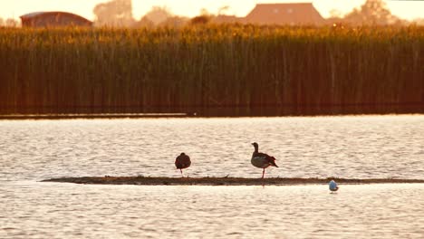 Pair-of-Egyptian-Goose-stand-on-mudflat-island-in-Alde-Faenen-Netherlands-at-sunset