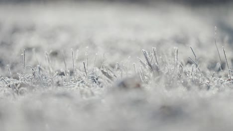 Ein-Filigran-Des-Raureifs-Auf-Dem-Zerbrechlichen,-Verdorrten-Gras