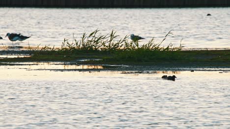 Eurasian-Coot-swims-along-muddy-banks-reflecting-sunset-light-across-water