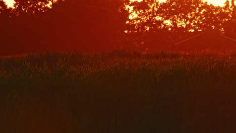 Gull-flaps-wings-as-it-descends-to-top-of-reeds-with-orange-red-glow-across-sky,-Alde-Faenen-Netherlands