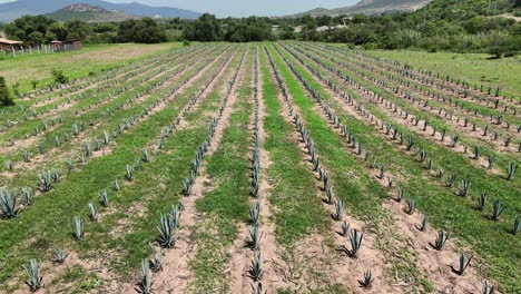 Low-altitude-journey-above-agave-plantations-in-Oaxaca's-countryside