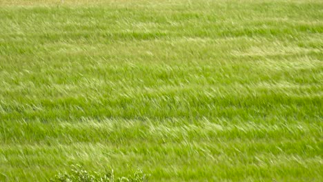 Disparo-Estático-De-Picos-De-Campo-De-Trigo-Verde-Se-Mueven-En-Un-Fuerte-Viento-Rural