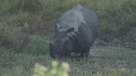 Un-Rinoceronte-Cornudo-De-Nepal