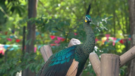 Green-Peafowl-or-Indonesian-Peacock-at-Bali-Safari-and-Marine-Park-in-Siangan,-Indonesia---slow-motion-close-up