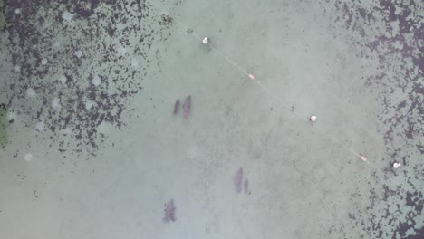 Aerial-topdown-view-of-manatees-swimming-in-natural-spring-clear-water