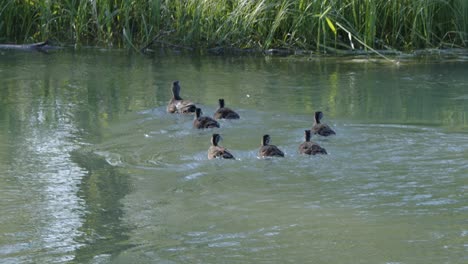 Mother-Wood-Duck-and-six-fluffy-ducklings-swim-across-flowing-water