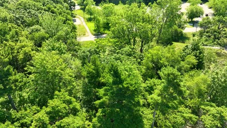 Treetops-of-great-oaks-along-the-bluff-of-sand-dunes