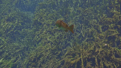 Underwater-view-of-bluegill-swimming-amongst-vegetation