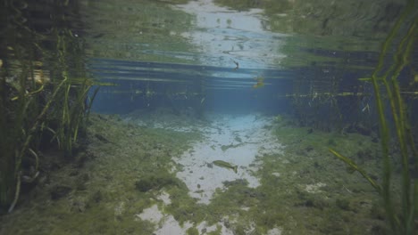 Vista-De-Buceo-En-Agua-Clara-De-Manantial-Natural-Y-Vegetación.