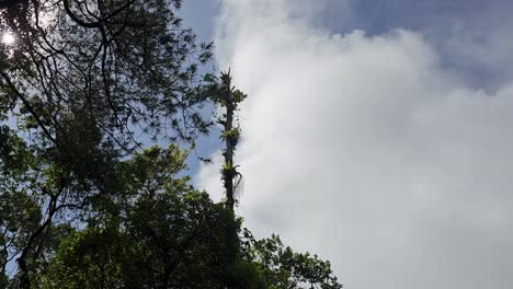 Schnell-Ziehende-Weiße-Wolke-Vor-Einem-Blauen-Frühlingshimmel-Mit-Baumkronen,-Die-Sich-Im-Starken-Wind-Wiegen