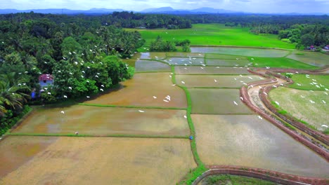 Grupo-De-Garzas-Blancas-En-Un-Arrozal-Después-De-La-Cosecha,-De-Kerala,-India,-Hermoso-Paisaje-De-Arrozales-Y-El-Cielo-Nublado