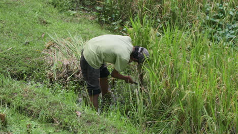 Balinesischer-Bauer-Erntet-Reis-Durch-Beschneiden-Mit-Sichel-Auf-Bali,-Indonesien