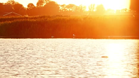 Golden-hour-red-glow-of-light-spread-across-pond-as-common-shelduck-swims-with-head-underwater