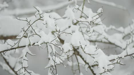 Der-Erste-Schnee-Fällt-Auf-Die-Dunklen,-Schlanken,-Blattlosen-Zweige