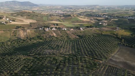 aerial-Sicily-Italy-olive-tree-plantation-for-olive-oil-production-hills-landscape-with-wind-turbine-at-distance