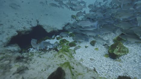 Vista-De-Descenso-Submarino-De-La-Escuela-De-Lubina-Rayada-En-El-Fondo-Del-Suelo-De-Manantiales-Naturales