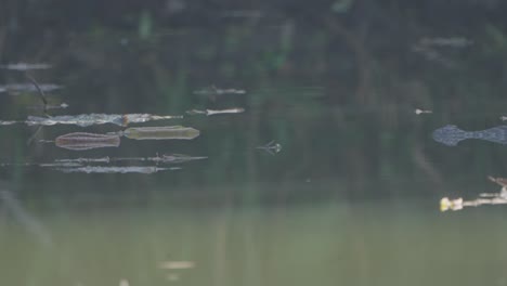 Cocodrilos-En-El-Lago-De-Nepal