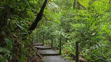 Wooden-deck-path-in-the-lush-green-forest