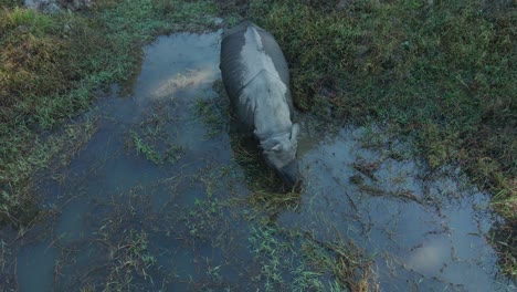 one-horned-rhino-in-Nepal