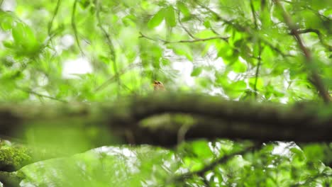 Common-Chiffchaff-head-pokes-over-top-of-large-branch-in-dense-leafy-tree