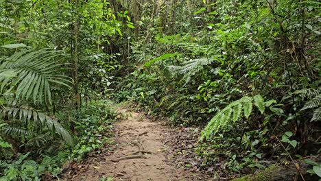 Die-Kamera-Bewegt-Sich-Langsam-Durch-Schattigen-Tropischen-Wald-Voller-Exotischer-Bäume,-Sträucher,-Pflanzen,-Dichtem-Dickicht