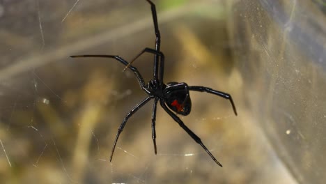 Statisches-Video-Einer-Südlichen-Schwarzen-Witwe-(Latrodectus-Mactans)-Von-Unten