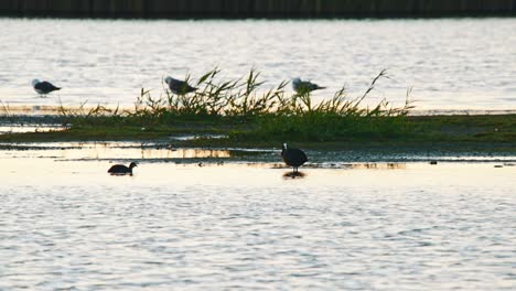 Familie-Der-Blässhühner-Schwimmen-Und-Picken-Im-Seichten,-Schlammigen-Wasser-Im-Feuchtgebiet-Alde-Faenen