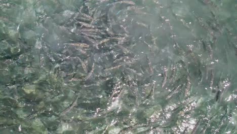 A-school-of-bonefish-swimming-and-feeding-in-clear-shallow-water,-aerial-view