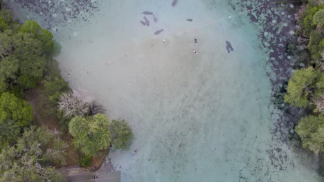 Aerial-drone-view-of-manatees-in-natural-springs,-Silver-Glen-Springs,-Florida