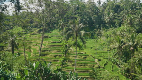 Reisterrassen-Im-Wunderschönen-Dschungel-Von-Ubud,-Bali,-Mit-Hohen-Kokospalmen