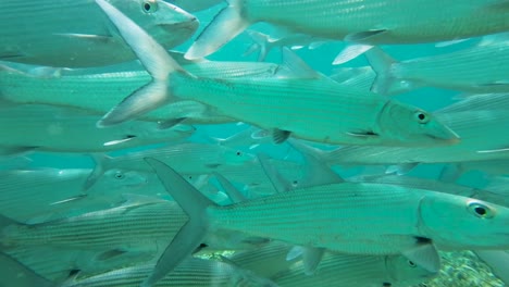 Großer-Schwarm-Grätenfische,-Die-Unter-Wasser-In-Der-Nähe-Der-Kamera-Schwimmen