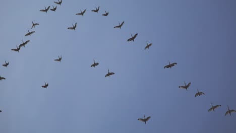 Seabirds-soar-in-sky-flapping-wings-as-they-glide-in-changing-formation,-silhouettes-against-blue-sky