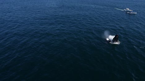 Una-Impresionante-Vista-Aérea-Captura-La-Brecha-De-Una-Ballena-Cerca-De-Un-Barco-En-Mar-Abierto.