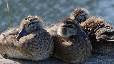 Close-up-adorable-fluffy-Wood-Duck-ducklings-nap-on-wetland-pond-log