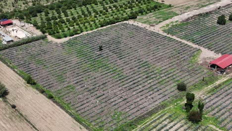 High-Resolution-Aerial-Survey-of-Agave-Crops-in-Oaxaca,-Mexico